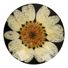 Button daisy size 34-54 - 25-30pcs