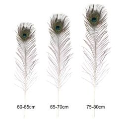 Losse pauwenveren 60-80cm - 5st